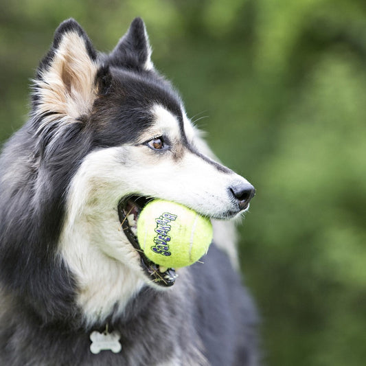 Kong AirDog Squeakair Ball Medium 3-pack