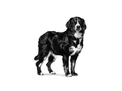 Royal Canin Neutered Adult Large Dog